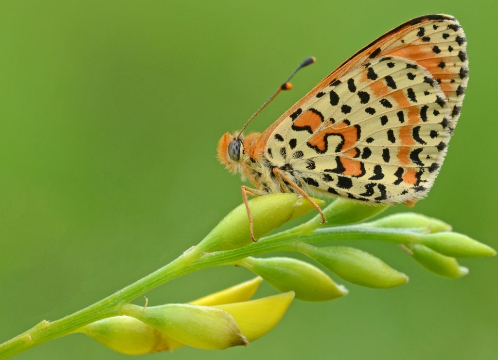 Melitaea dydima?